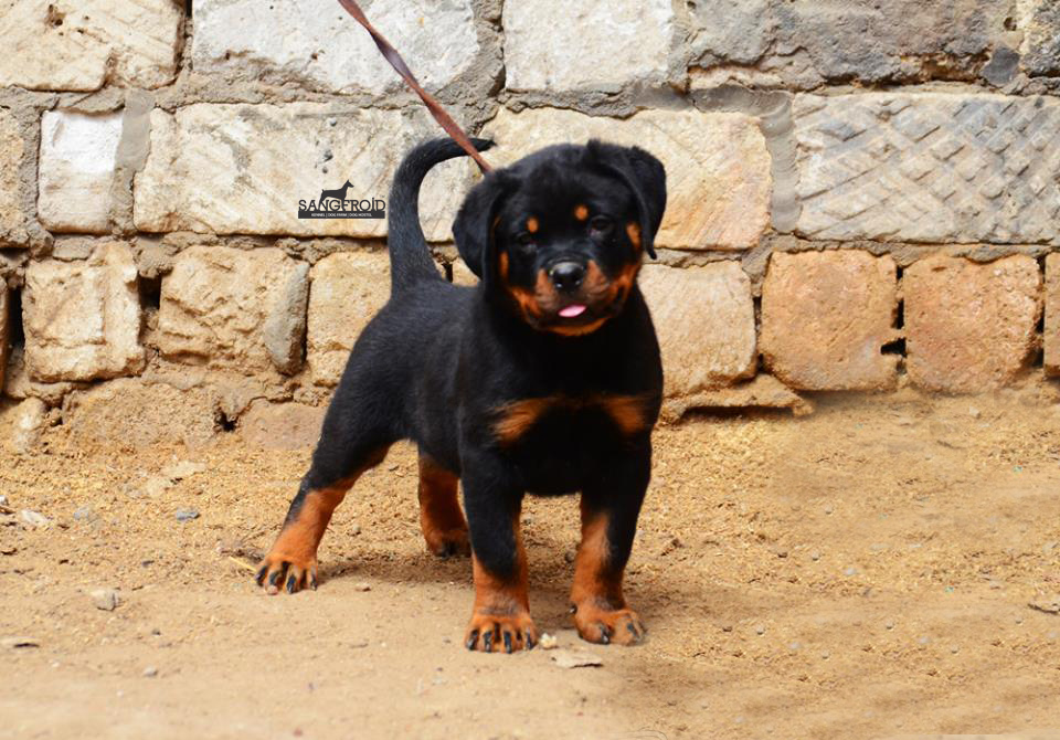 pic of Rottweiler posted on 2022-08-22 04:07:05